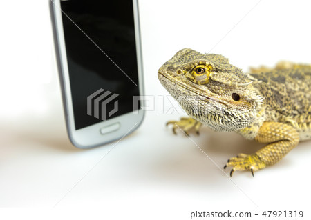 Lizard and display of the smart phone closeup Lizard and display of the smart phone closeup 47921319