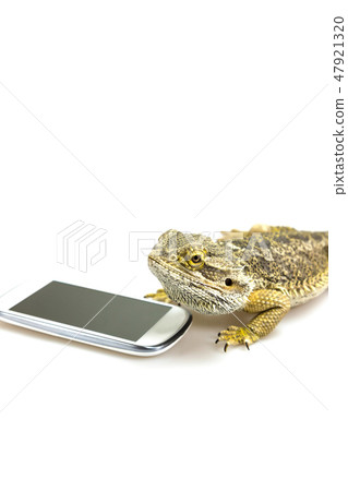 Agama lizard and the smart phone. Vertically. 47921320
