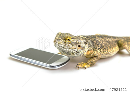 Agama lizard and the smart phone Agama lizard and the smart phone 47921321