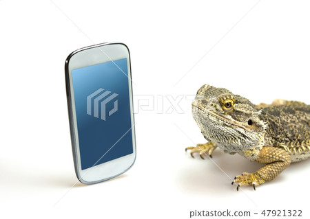 Lizard looking on the display of the smart phone 47921322