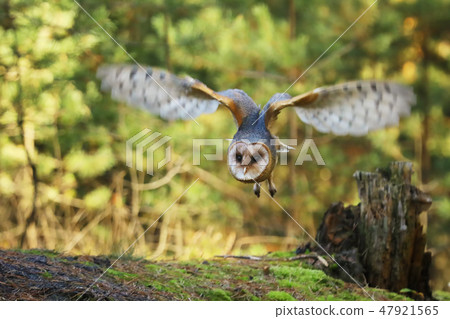 Barn owl - Tyto alba - in autumn forest Barn owl - Tyto alba - in autumn forest 47921565