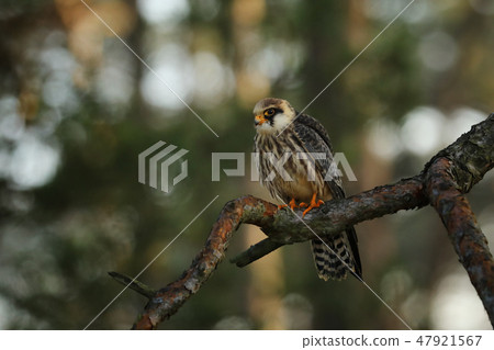 Red-footed falcon (Falco vespertinus) on branch 47921567