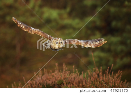 Flying Eurasian Tawny Owl, Strix aluco Flying Eurasian Tawny Owl, Strix aluco 47921570