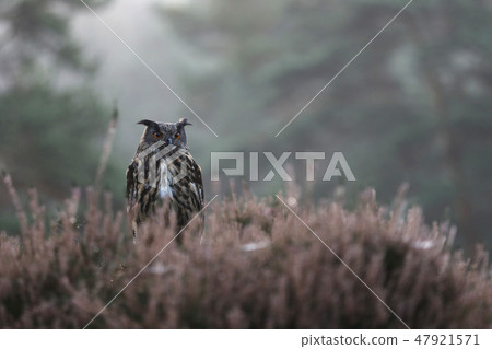 Eurasian eagle-owl stay in heather - Bubo bubo Eurasian eagle-owl stay in heather - Bubo bubo 47921571