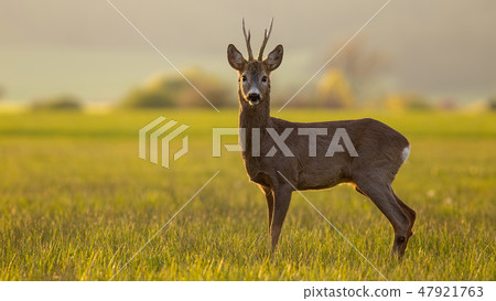 Roe deer buck in spring time at sunset with copy space Roe deer buck in spring time at sunset with copy space 47921763