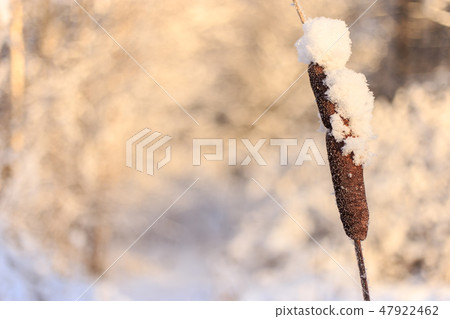brown sugar cane stalk on a white background. Reeds in the snow 47922462