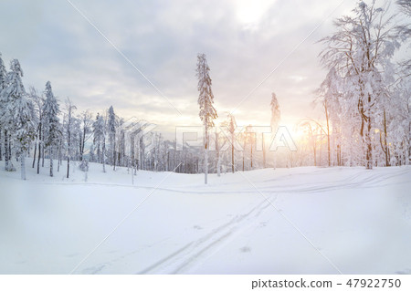 Winter sunset forest in Silesian Beskids mountains Winter sunset forest in Silesian Beskids mountains 47922750