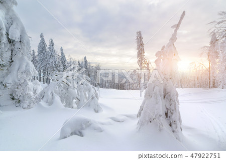 Sunset in winter forest in Silesian Beskids Sunset in winter forest in Silesian Beskids 47922751