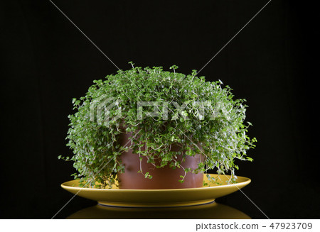 green plant grass in a brown pot on a black or wite backdrop green plant grass in a brown pot on a black or wite backdrop 47923709