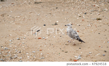 Little bird walking on the beach of lisbon Little bird walking on the beach of lisbon 47924518
