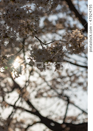 Cherry blossoms in full bloom Spring image Ikuyoshino colorful bright spring scene Cherry blossoms in full bloom Spring image Ikuyoshino colorful bright spring scene 47924795