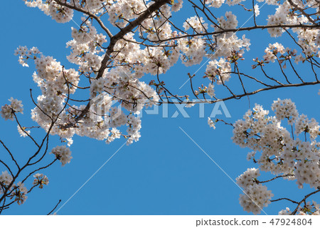 櫻花盛開春天圖像Ikuyoshino多彩明亮的春景 47924804