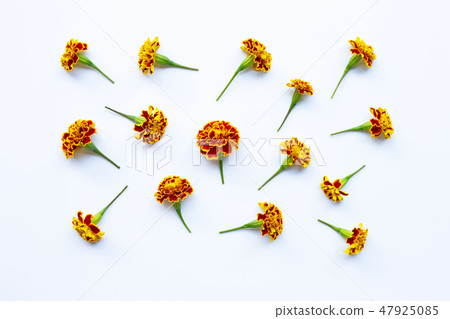 Beautiful red yellow marigold flower  on white 47925085