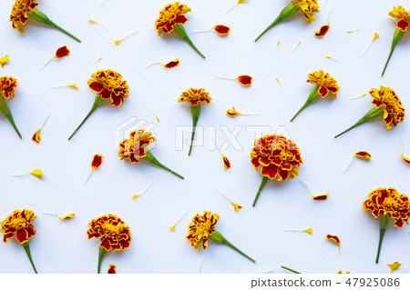 Beautiful red yellow marigold flower on white. 47925086