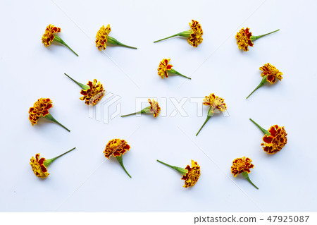 Beautiful red yellow marigold flower on white. 47925087