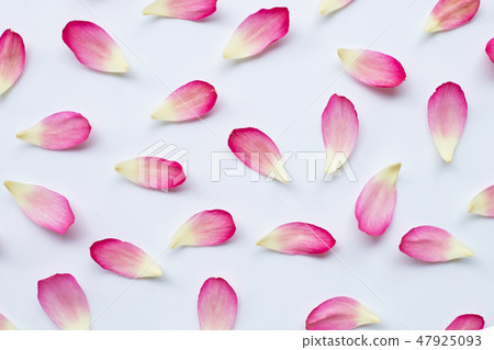 Lotus petals on white Lotus petals on white 47925093