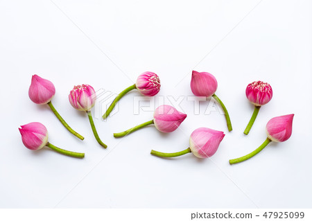 Lotus flowers on white. 47925099