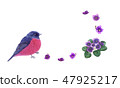 Beautiful pink robin bird and viola flowers, card. 47925217