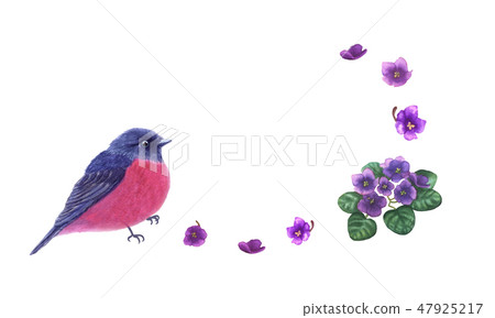 Beautiful pink robin bird and viola flowers, card. 47925217