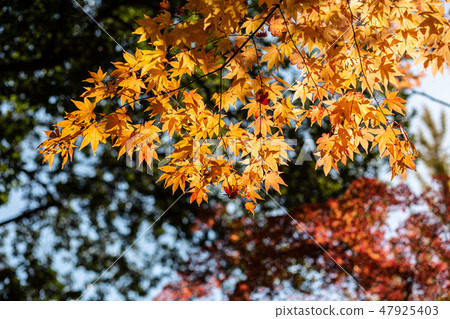 秋天的樹葉 47925403