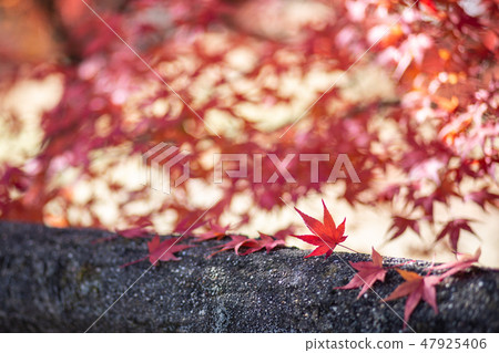 秋天的樹葉 47925406