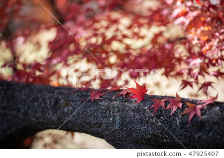 秋天的樹葉 秋天的樹葉 47925407