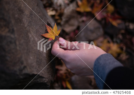 秋天的樹葉 47925408