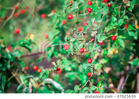 Berries of a dogrose on a bush Berries of a dogrose on a bush 47925639