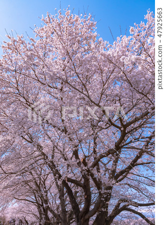 櫻花盛開春天圖像Ikuyoshino多彩明亮的春景 櫻花盛開春天圖像Ikuyoshino多彩明亮的春景 47925663
