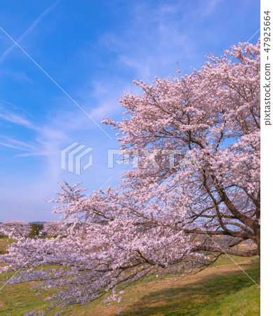 櫻花盛開春天圖像Ikuyoshino多彩明亮的春景 櫻花盛開春天圖像Ikuyoshino多彩明亮的春景 47925664