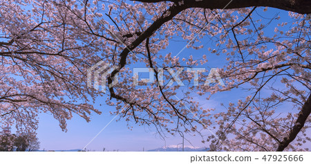 Cherry blossoms in full bloom Spring image Ikuyoshino colorful bright spring scene Cherry blossoms in full bloom Spring image Ikuyoshino colorful bright spring scene 47925666