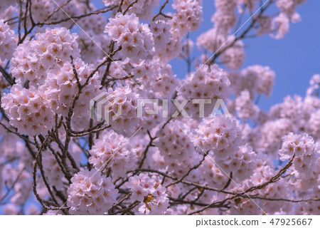 Cherry blossoms in full bloom Spring image Ikuyoshino colorful bright spring scene Cherry blossoms in full bloom Spring image Ikuyoshino colorful bright spring scene 47925667
