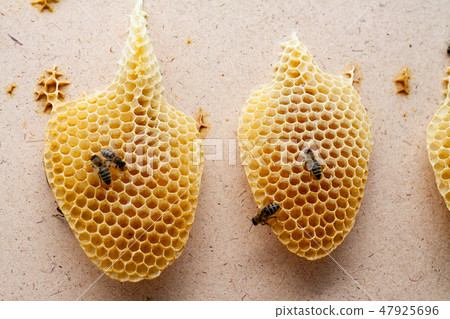 Bees eat honey from honeycomb cells 47925696