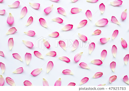 Lotus petals on white 47925783
