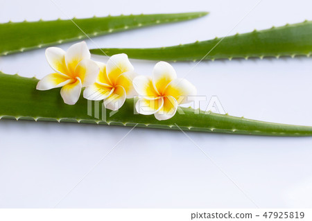 Aloe vera and Plumeria flower with leaves  47925819