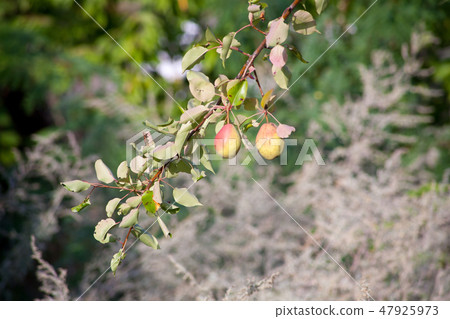 Ripe grapes hung on vineyards of grape trees 47925973