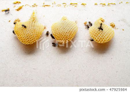 Bees eat honey from honeycomb cells Bees eat honey from honeycomb cells 47925984