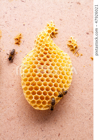 Bees eat honey from honeycomb cells Bees eat honey from honeycomb cells 47926021