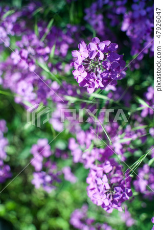 Blooming pink lilac flowers Blooming pink lilac flowers 47926047