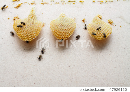 Bees eat honey from honeycomb cells 47926130