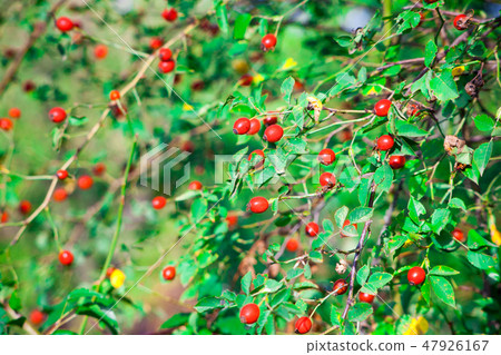 Berries of a dogrose on a bush Berries of a dogrose on a bush 47926167