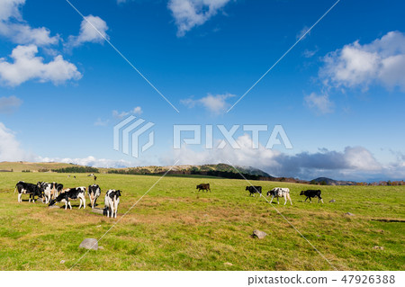 Mikigahara Ranch [Nagano Prefecture Mikagahara Plateau] 47926388
