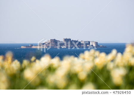 戰艦島和水仙花 戰艦島和水仙花 47926450