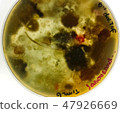 Petri dish with brown and red fungi with textures 47926669