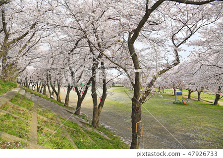 Cherry blossoms around the Atsugi baseball field along the Sagami River 47926733
