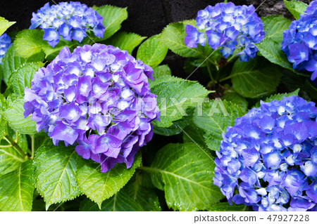  hydrangea 47927228