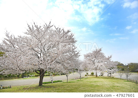 神奈川縣海老名市相模三河公園的櫻花 47927601