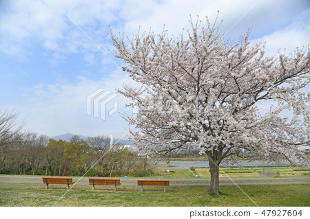 Cherry blossoms at Sagami Mikawa Park, Ebina City, Kanagawa Prefecture 47927604