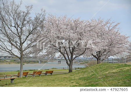Cherry blossoms at Sagami Mikawa Park, Ebina City, Kanagawa Prefecture 47927605