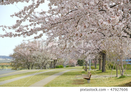 Cherry blossoms at Sagami Mikawa Park, Ebina City, Kanagawa Prefecture 47927606